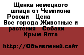 Щенки немецкого шпица от Чемпиона России › Цена ­ 50 000 - Все города Животные и растения » Собаки   . Крым,Ялта